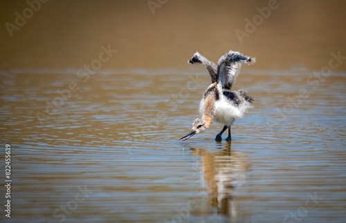 American Avocet chick practicing wing stretch is the cutest