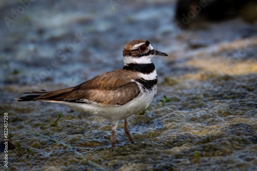Killdeer bird up close with great looking red eyes
