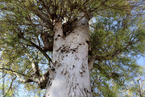 Dense eucalyptus forest in northern Israel.