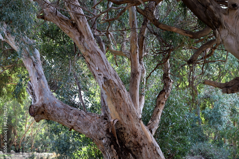 Dense eucalyptus forest in northern Israel. Dense eucalyptus forest in northern Israel.