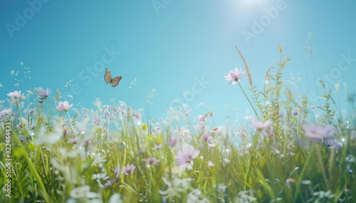 Summer field with tall grasses with flower. Open field with wild flower and butterfly. Sunny day wide blue sky