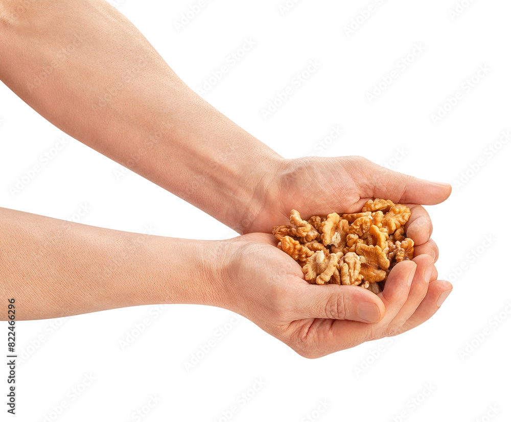 walnuts heap in hand path isolated on white walnuts heap in hand path isolated on white
