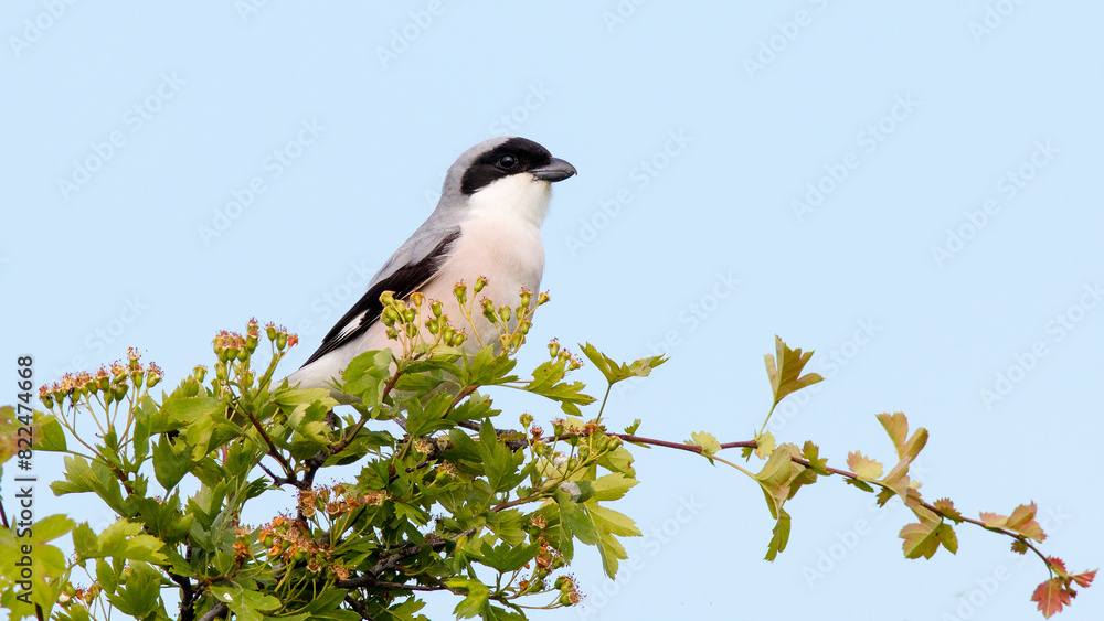 Fototapeta black capped kingfisher