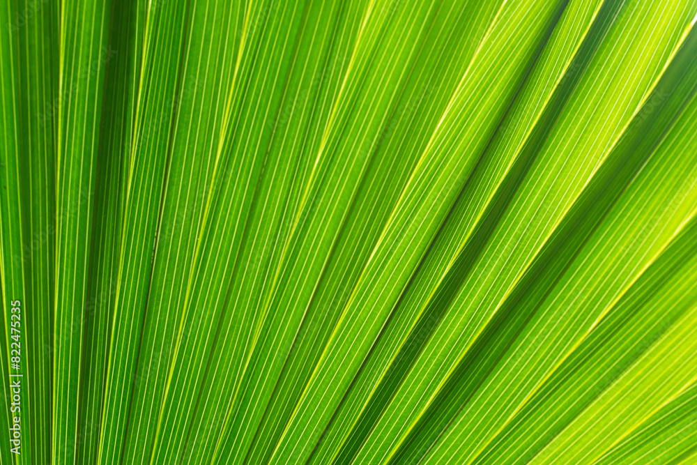 Fondo verde de rama de palma Fondo verde de rama de palma