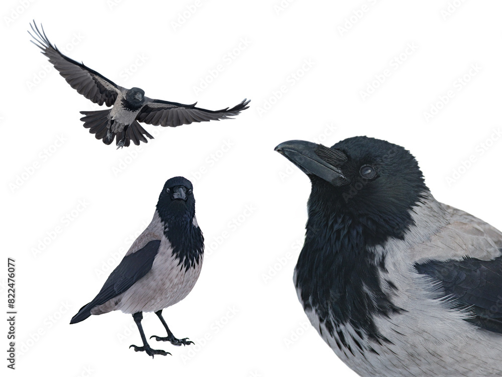 Fototapeta premium grey raven isolated on white background