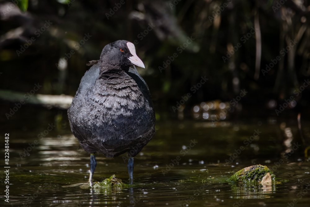 Eurasian coot (Fulica atra) stands in the water toward the camera lens on a sunny spring day. Eurasian coot (Fulica atra) stands in the water toward the camera lens on a sunny spring day.
