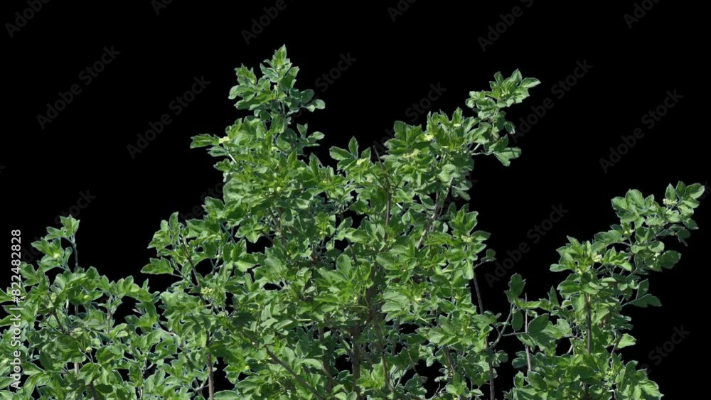 Branches with green leaves on a transparent background. Alpha channel. Branches with green leaves on a transparent background. Alpha channel.