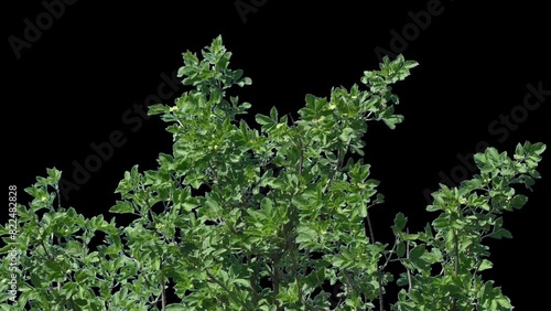 Branches with green leaves on a transparent background. Alpha channel.