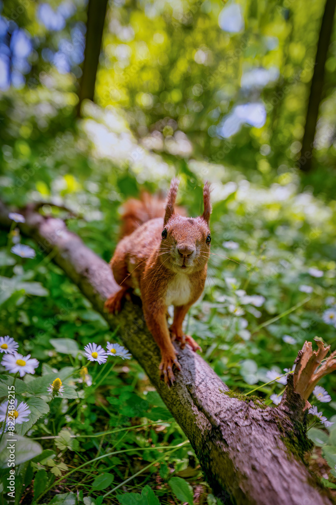squirrel in the tree squirrel in the tree