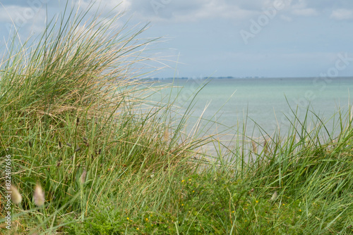 high green ocean costal beachgrass (Ammophila arenaria) under light blue clouded sky on low dune and mid horizon at Utah Beach. Background or copy space. High quality photo © bRollGO