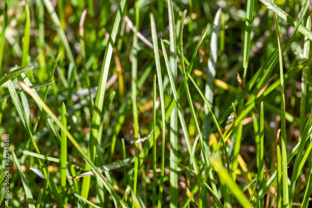 Obraz premium Green grass background. Closeup view.