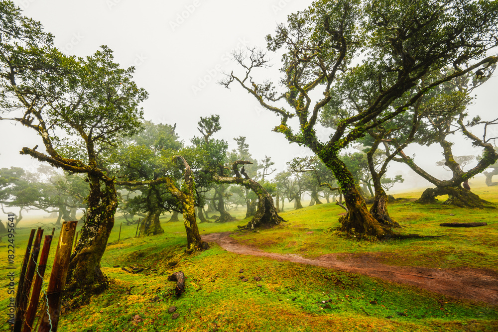Fanal Forest. Misty forest in Fanal. Old laurel tree in laurel tree forest in madeira in Portugal Fanal Forest. Misty forest in Fanal. Old laurel tree in laurel tree forest in madeira in Portugal