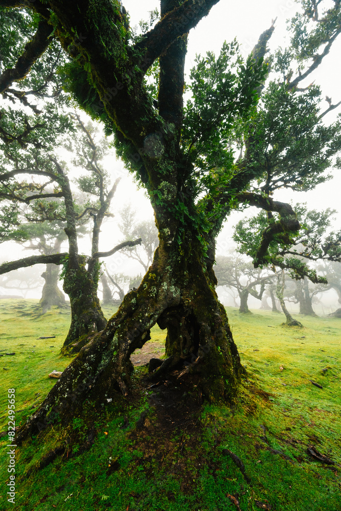 Fanal Forest. Misty forest in Fanal. Old laurel tree in laurel tree forest in madeira in Portugal Fanal Forest. Misty forest in Fanal. Old laurel tree in laurel tree forest in madeira in Portugal