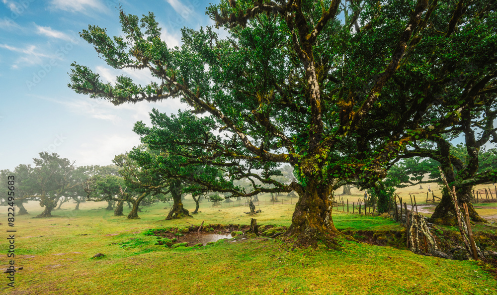 Fanal Forest. Misty forest in Fanal. Old laurel tree in laurel tree forest in madeira in Portugal Fanal Forest. Misty forest in Fanal. Old laurel tree in laurel tree forest in madeira in Portugal