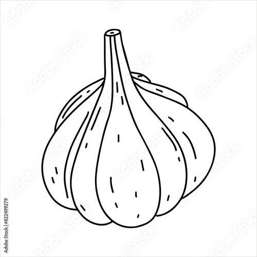Garlic. Hand drawn doodle style. Vector illustration isolated on white. Coloring page.