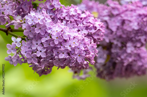Close-up of Beautiful Purple Lilac Tree Flowers