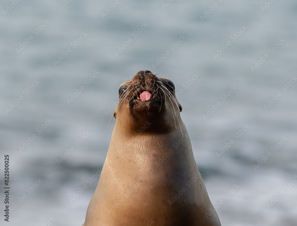Fototapeta premium Sea lion in Argentine Patagonia