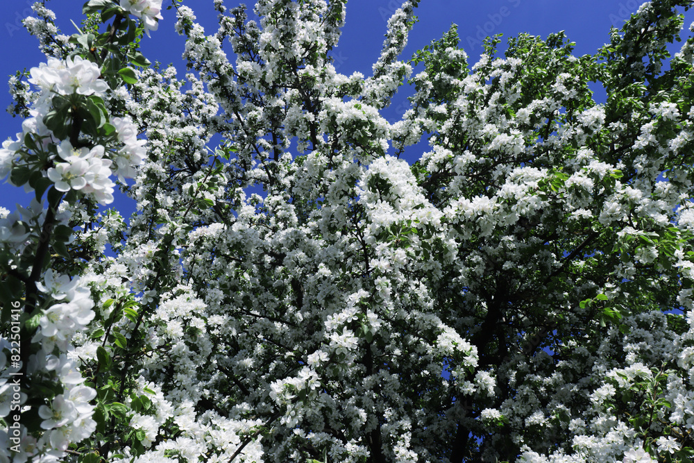 Blooming fruit tree with many flowers. Blooming fruit tree with many flowers.
