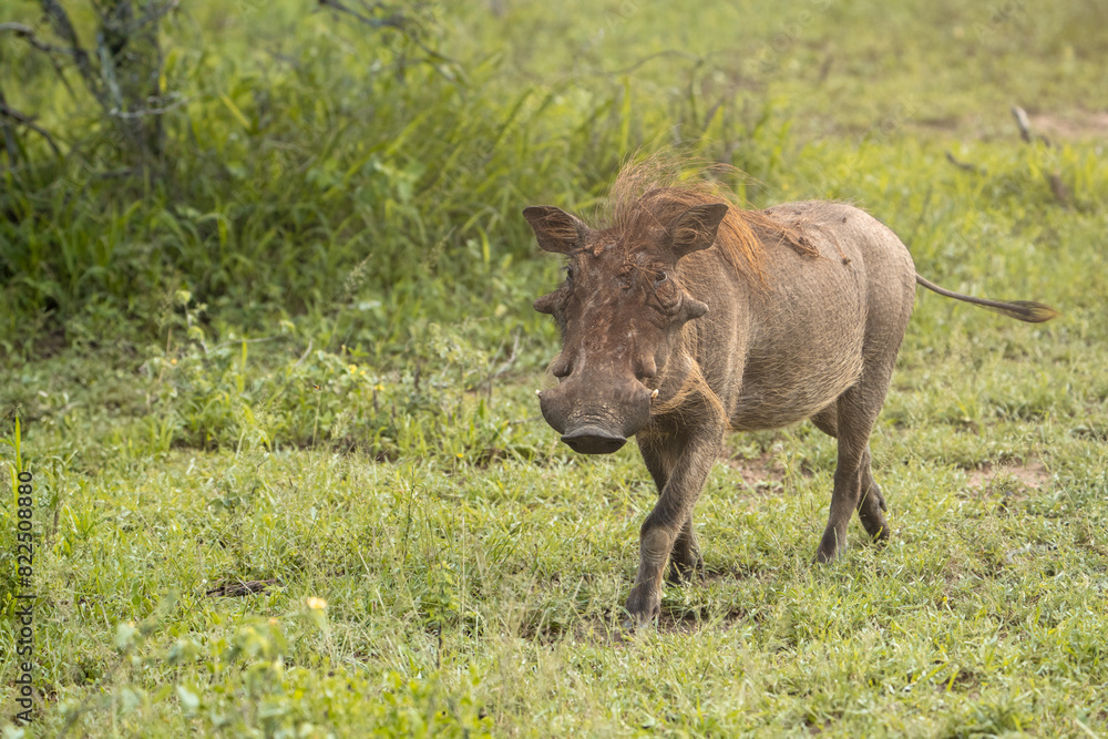 Portrait of a young warthog jogging through the savannah Portrait of a young warthog jogging through the savannah