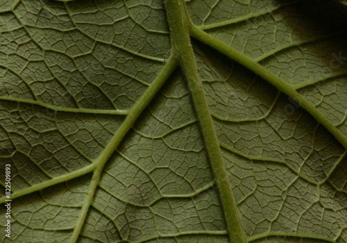 Картината върху платно Plant Leaf Veins