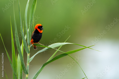 Southern red bishop sitting on reeds chirping