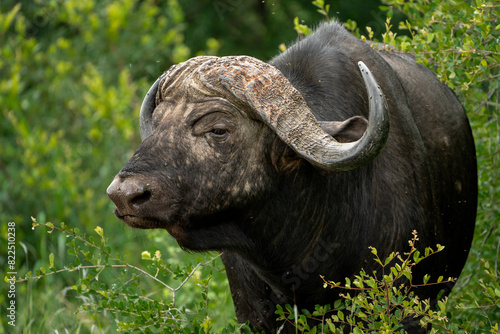 Portrait of old African Buffalo with big horns