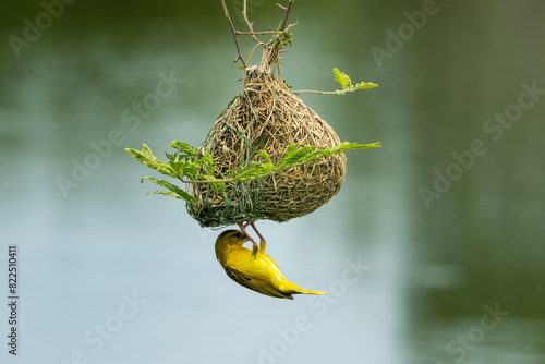 Female Southern masked weaver inspecting a new nest
