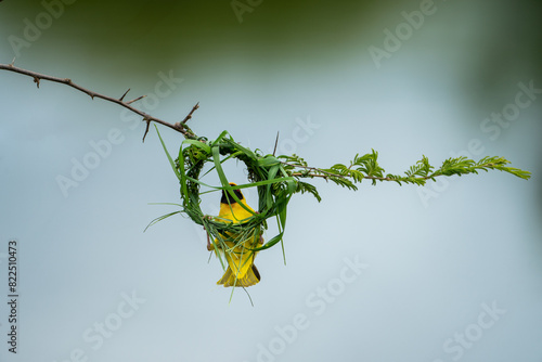 Male Southern masked weaver building a new nest