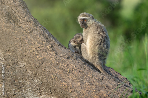 Closeup shot of a baby Vervet Monkey baby sucking on mom