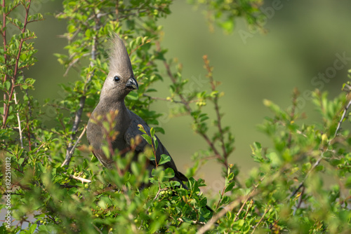 Grey go-away-bird hiding in bush scouting for approaching danger