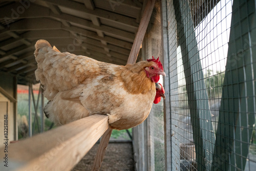 Canvas Print Chicken flock living in coop outside