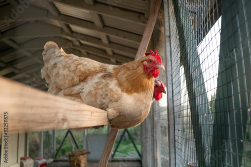 Behang Chicken flock living in coop outside