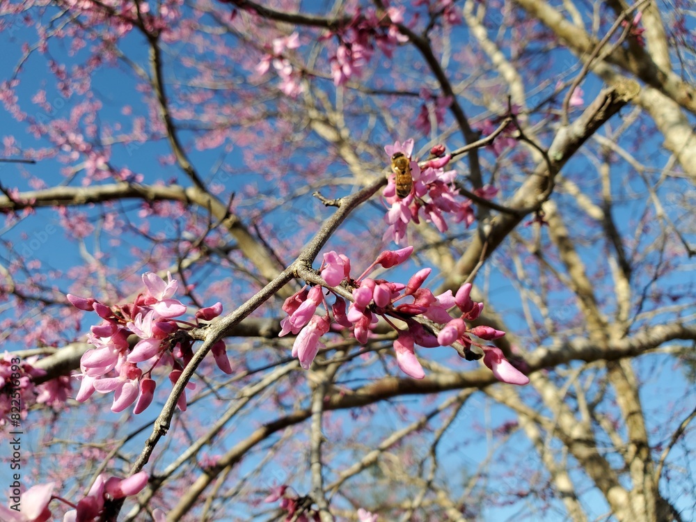 Flowering tree with a honey bee Flowering tree with a honey bee