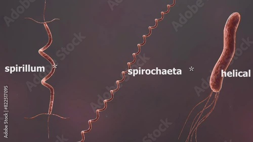 Spiral Bacteria photo