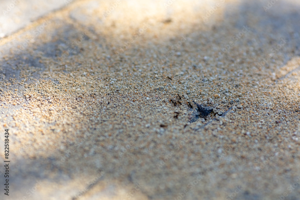 Ants Walking on Sunlit Sandy Ground in Summer. Small Insects in Natural Habitat Showcasing Ants in Focus on Textured Surface with Shadows. Ideal for Exploring Insect Behavior, Summer, Outdoor Themes Ants Walking on Sunlit Sandy Ground in Summer. Small Insects in Natural Habitat Showcasing Ants in Focus on Textured Surface with Shadows. Ideal for Exploring Insect Behavior, Summer, Outdoor Themes