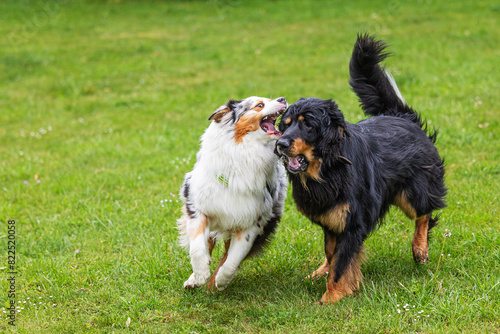 male black and gold Hovie dog hovawart playing with an Australian Shepherd Dog © michal