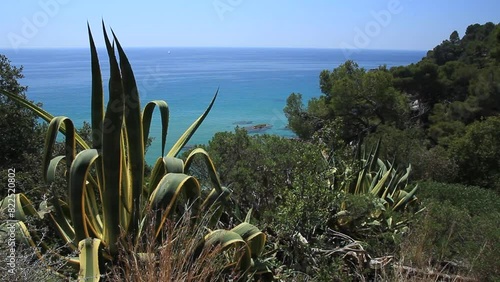 Typical vegetation of the Costa Brava on Treumal beach with the Mediterranean Sea in the background. Lloret de Mar, Costa Brava, Girona, Catalonia, Spain. photo