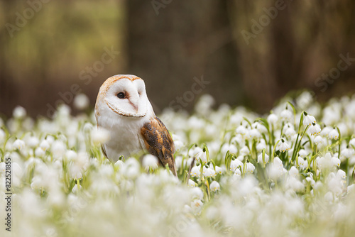 barn owl (Tyto alba) in spring snowbells photo