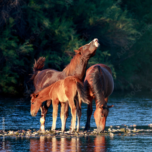 A band of wild horses on the Salt River in Arizona