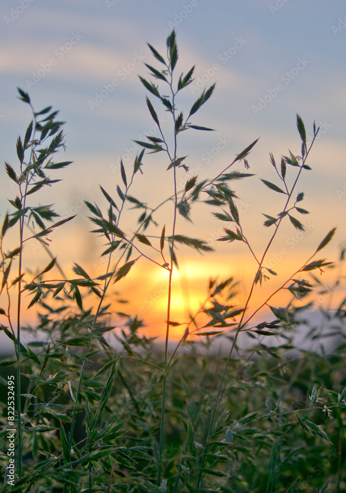 Wheat Grass Silhouetted by Sunset Wheat Grass Silhouetted by Sunset