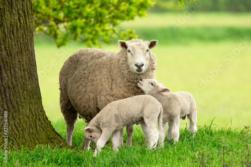 Sheep and lambs,  A mother sheep and her two twin lambs in Springtime.  A tender moment between mum and her babies in lush green field. East Yorkshire, England.  Landscape, horizontal. Space for copy.