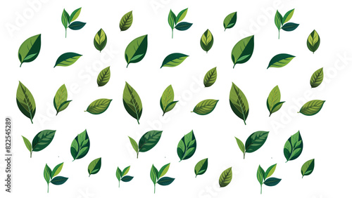 Green tea leaf collection isolated on white background