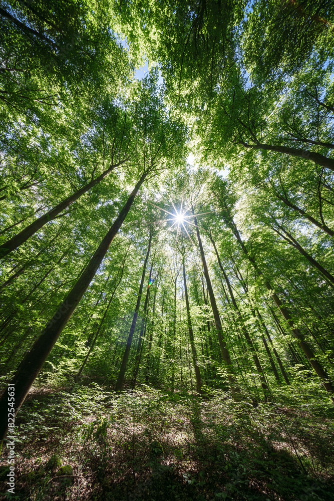 Springtime forest with setting sun shining through leaves and branches. Nature, forestry, habitat, environment and sustainability concepts Springtime forest with setting sun shining through leaves and branches. Nature, forestry, habitat, environment and sustainability concepts