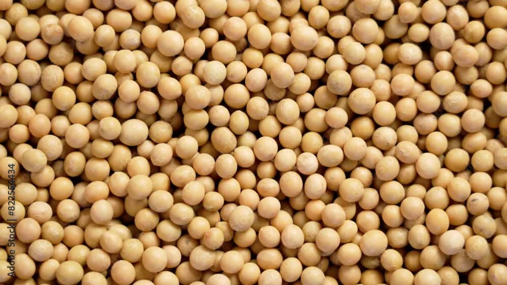 A pile of fresh soybean grains rotating close-up. Agricultural cultivated product A pile of fresh soybean grains rotating close-up. Agricultural cultivated product