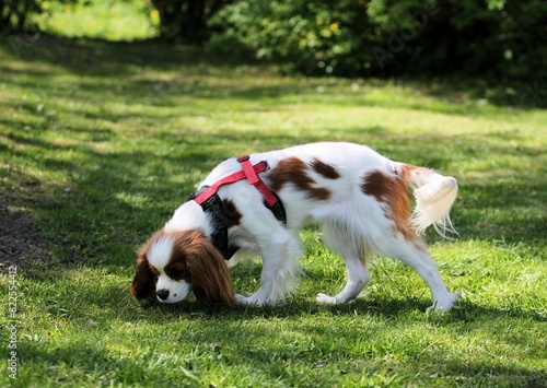 A small dog sniffs the grass