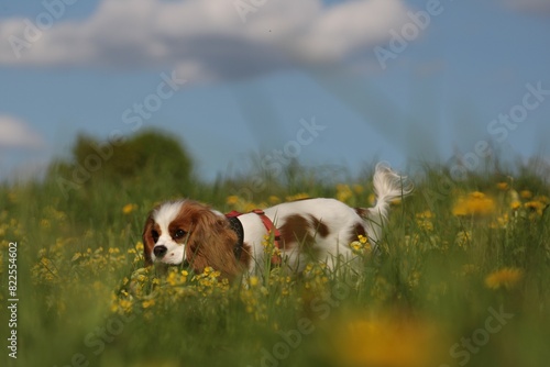 A spotted puppy rests in a meadow with yellow flowers