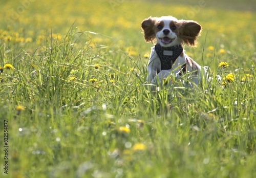 A very happy puppy is jumping in the dandelion meadow