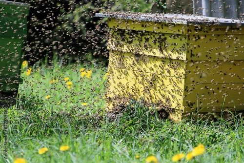Bees swarm at the beehive