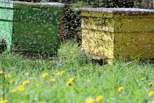 The new colony of bees goes in search of a new home