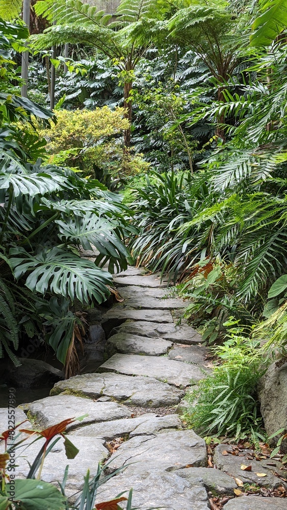 Stone steps lead through a lush tropical garden with giant elephant ear plants and ferns